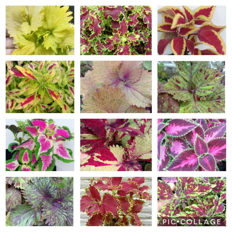 Tanaman hias miana/iler/bayambayaman  ( 2500/tanaman ) sudah berakar/coleus