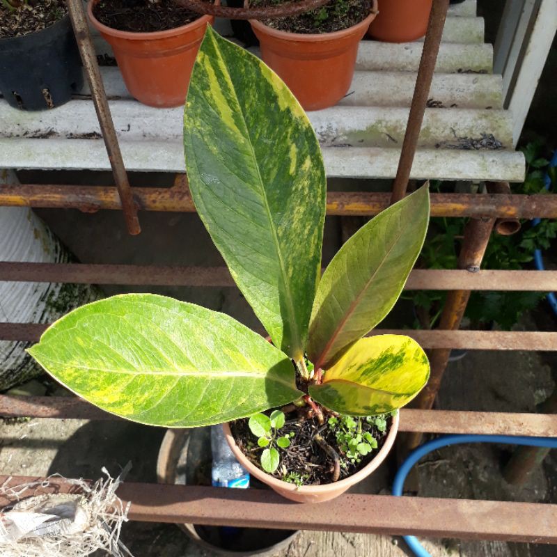 Jemani Mangkok Tornado