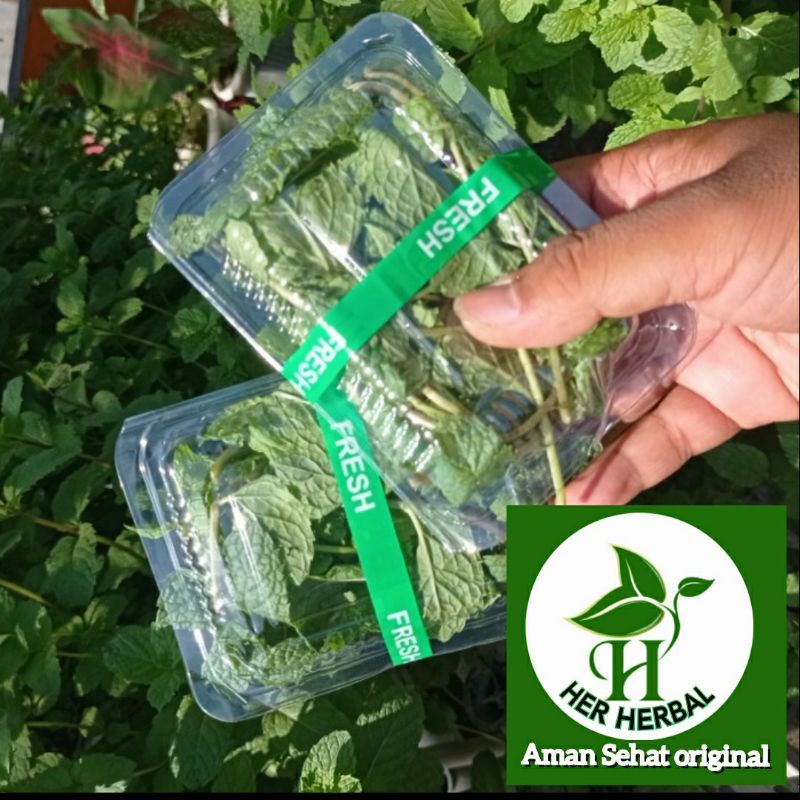 Daun mint segar organik