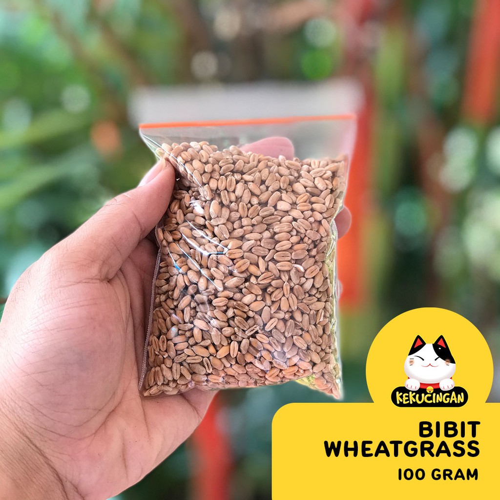 Benih Wheatgrass Bibit RUMPUT KUCING Reguler Sachet 100 gr