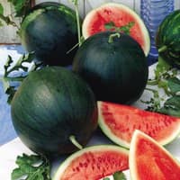 Benih Bibit Biji - Watermelon Sugar Baby Semangka Fruit Seeds - IMPORT