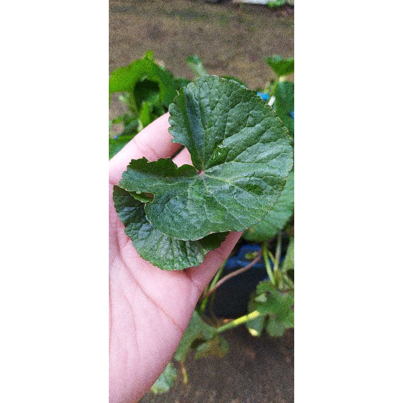 

Daun antanan/pegagan segar