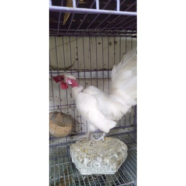 ayam kate legun putih langka dan unik