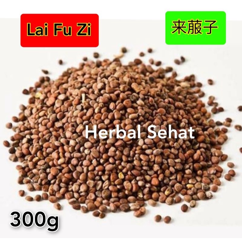 

Lai Fu Zi 300 Gram - Radish Seed Semen Raphani Sativi
