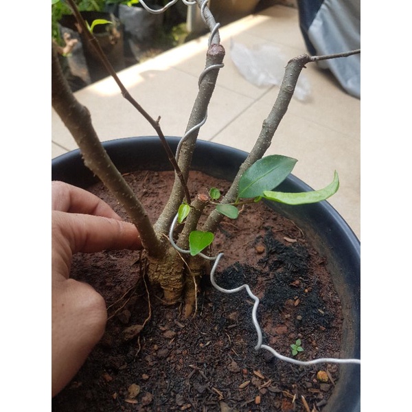 Jual Bahan Bonsai Beringin Ficus Benjamina Shopee Indonesia