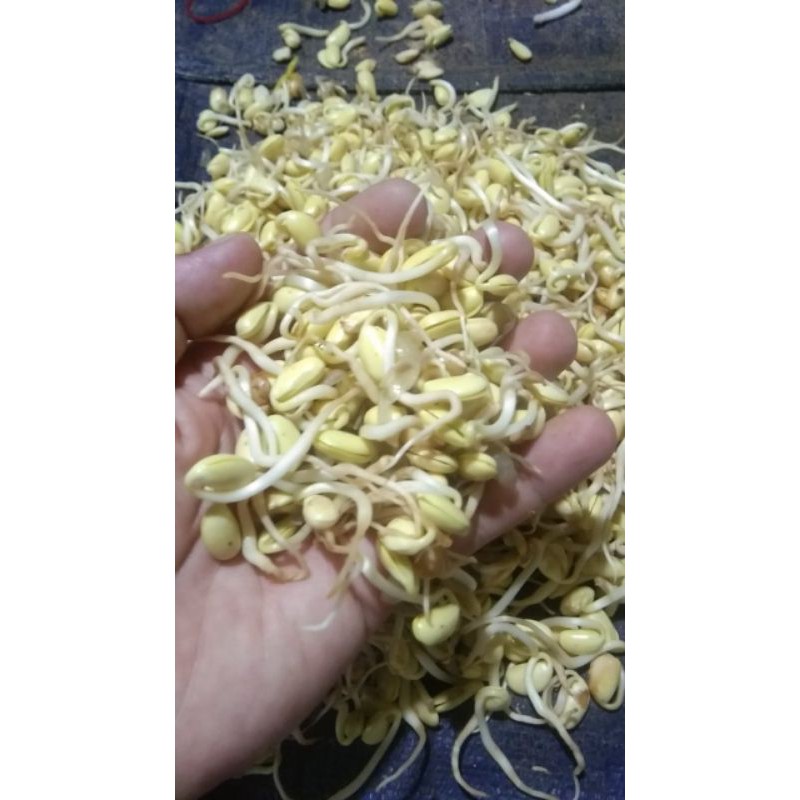 

TOGE KEDELAI - 500 GR