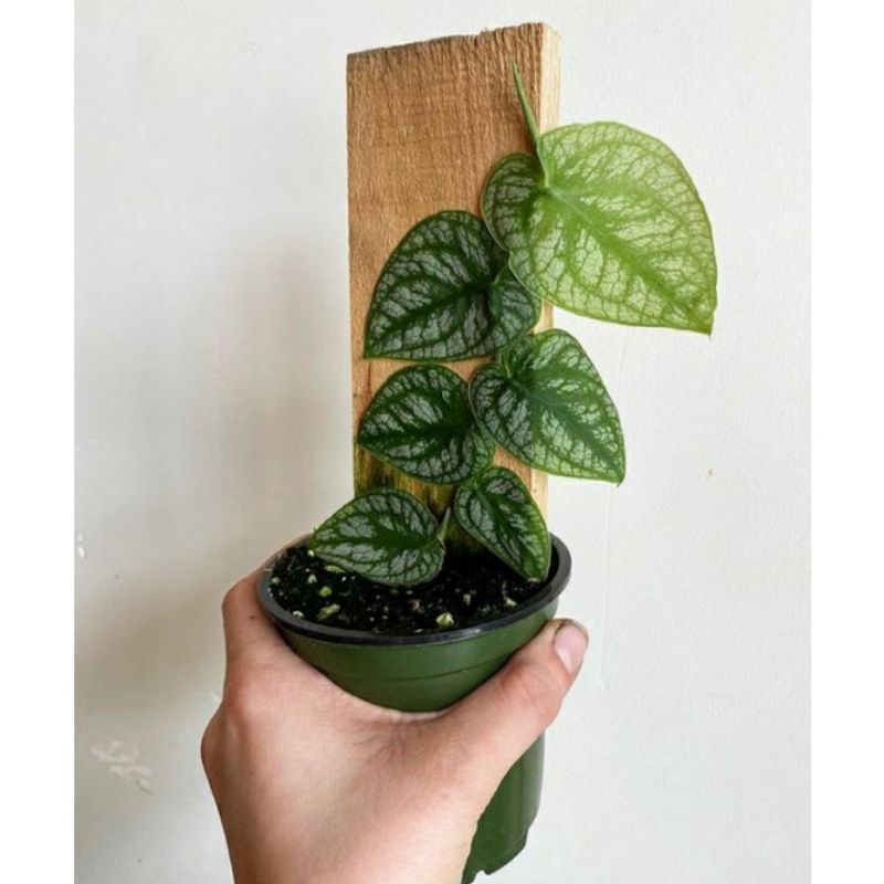 Tanaman Hias Monestra Dubia