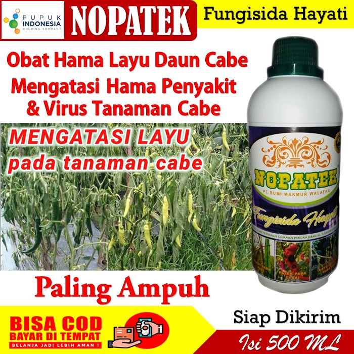 Nopatek Obat Layu fusarium Cabe - Obat Layu Daun Cabe Nopatek - Nopatek Layu Fusarium Daun Cabe - No