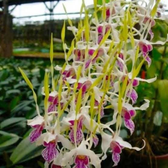 Anggrek Seedling Dendrobium Stratiotes