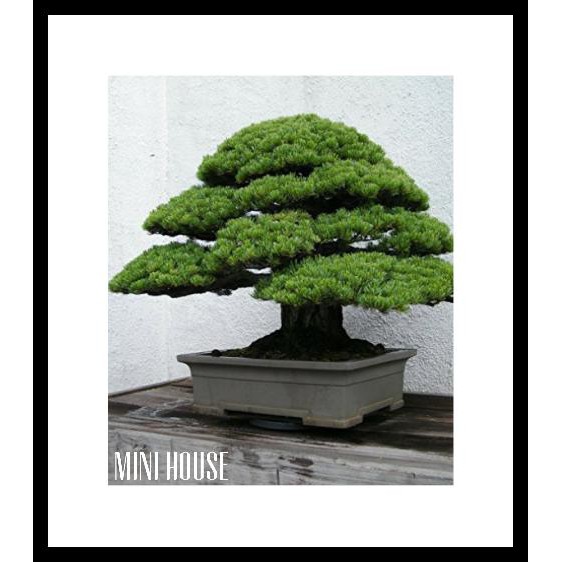 BIBIT BENIH BIJI BONSAI PINUS MURAH