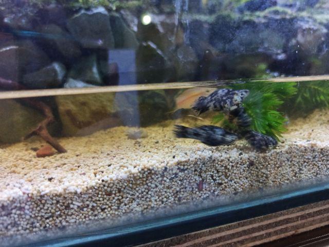 Isi 100 Pcs Plastik Segitiga Papping Bag/plastik Kue/plastik Ultah