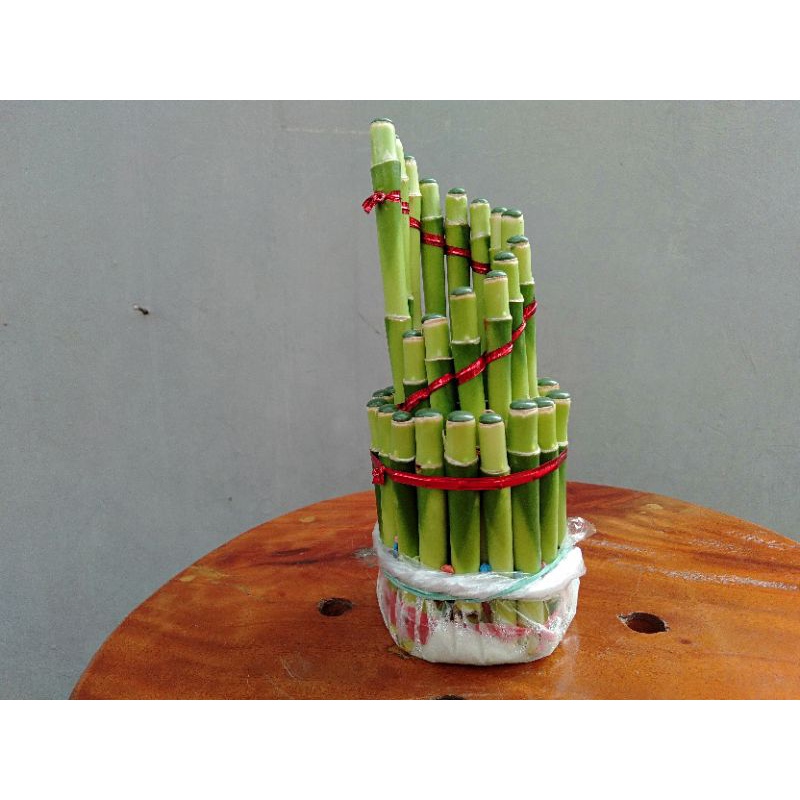 Tanaman Bambu hoki spiral