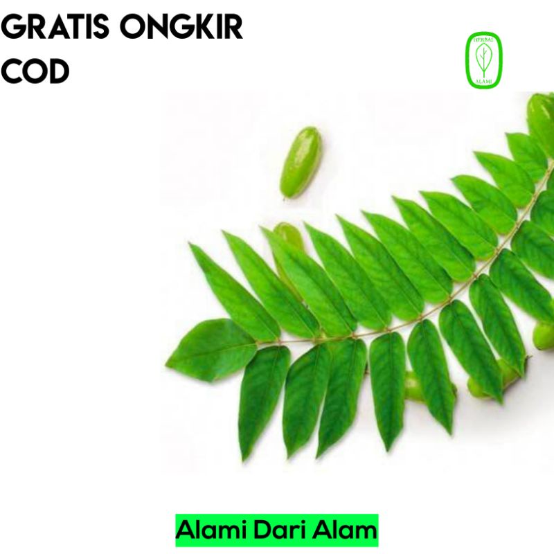 

Daun Belimbing Wuluh Segar Herbal Alami COD
