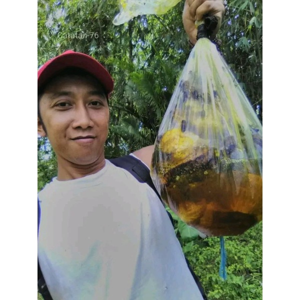 

Madu Apis Dorsata Asli / Madu Odeng