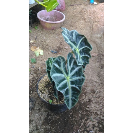 alokasia polly parasol