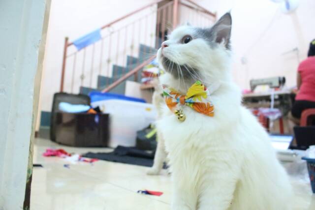 Dasi kupu-kupu lucu untuk kucing anjing / aksesoris hewan kucing size kitten adult / bowtie cat