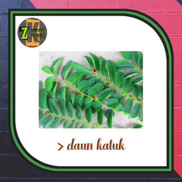 

Daun katuk