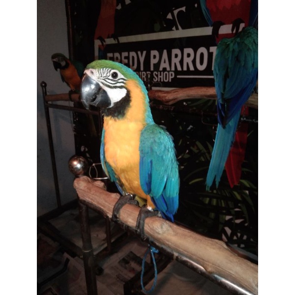 Burung Macaw Jinak siap diajari talking