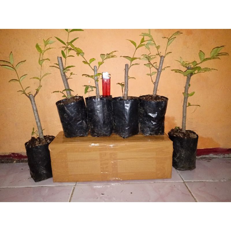 Anting Putri Bahan Bonsai (Cangkok)