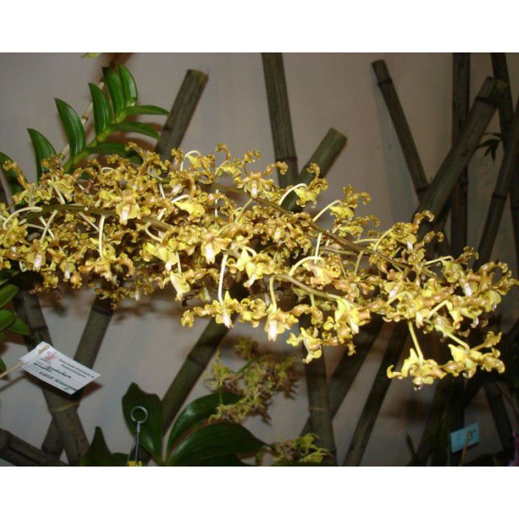 Dendrobium discolor merauke dewasa