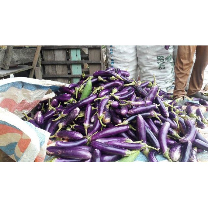 

Terong Ungu 500gram
