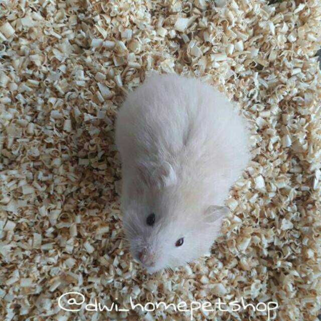 Hamster Syrian Long Hair White Shopee Indonesia
