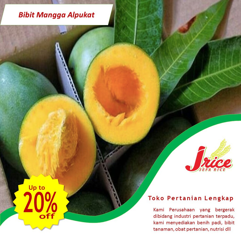 BIBIT MANGGA ALPUKAT SUPER CANGKOK SIAP BERBUAH BERBUNGA