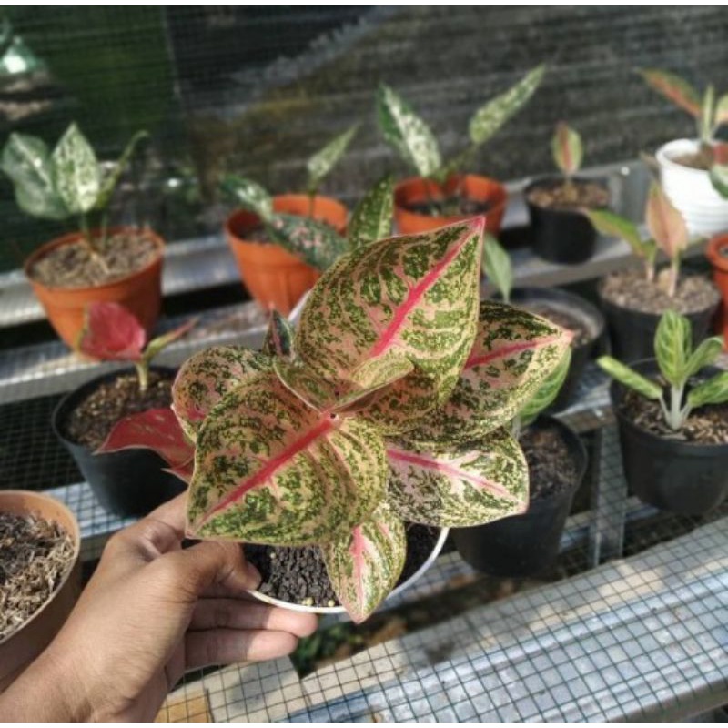 bibit bonggol aglonema widuri merah
