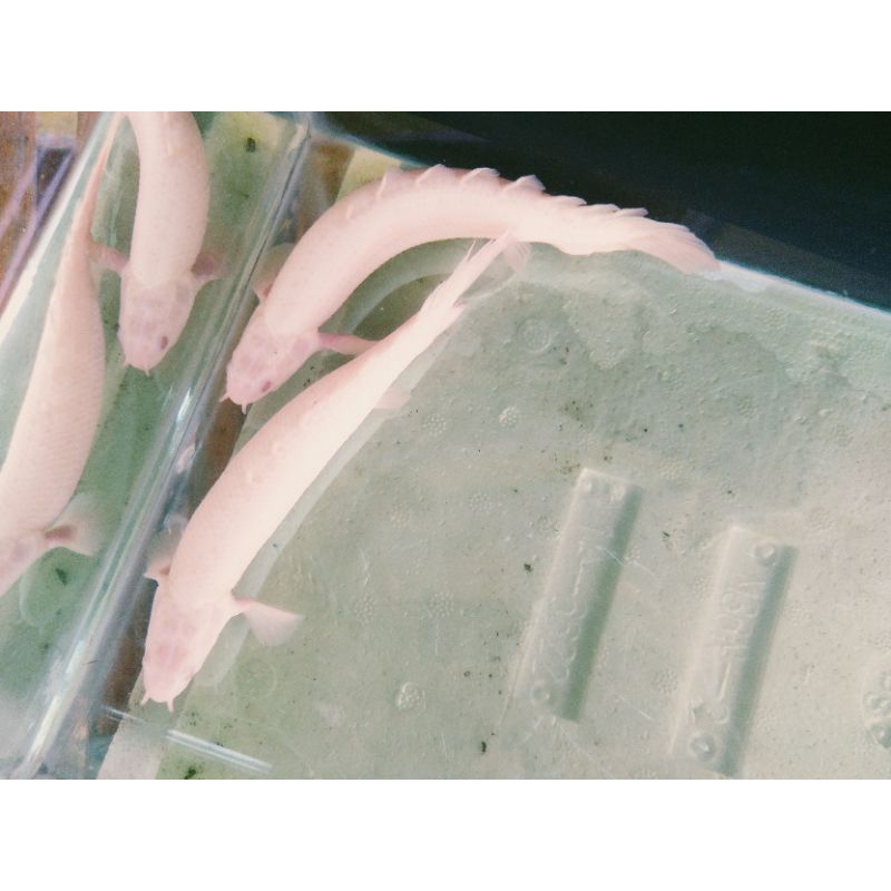 palmas albino, ikan naga, palmas albino 15cm