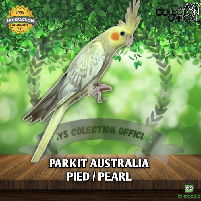 BURUNG PARKIT AUSTRALIA / FALK PIED