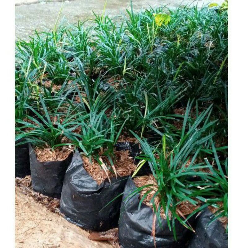 tanaman kucai mini rumput kucai mini