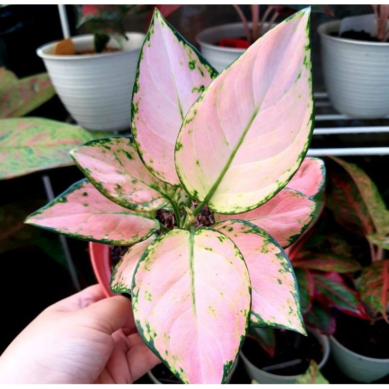 Tanaman hias aglonema pink yulia / aglonema pink yulia