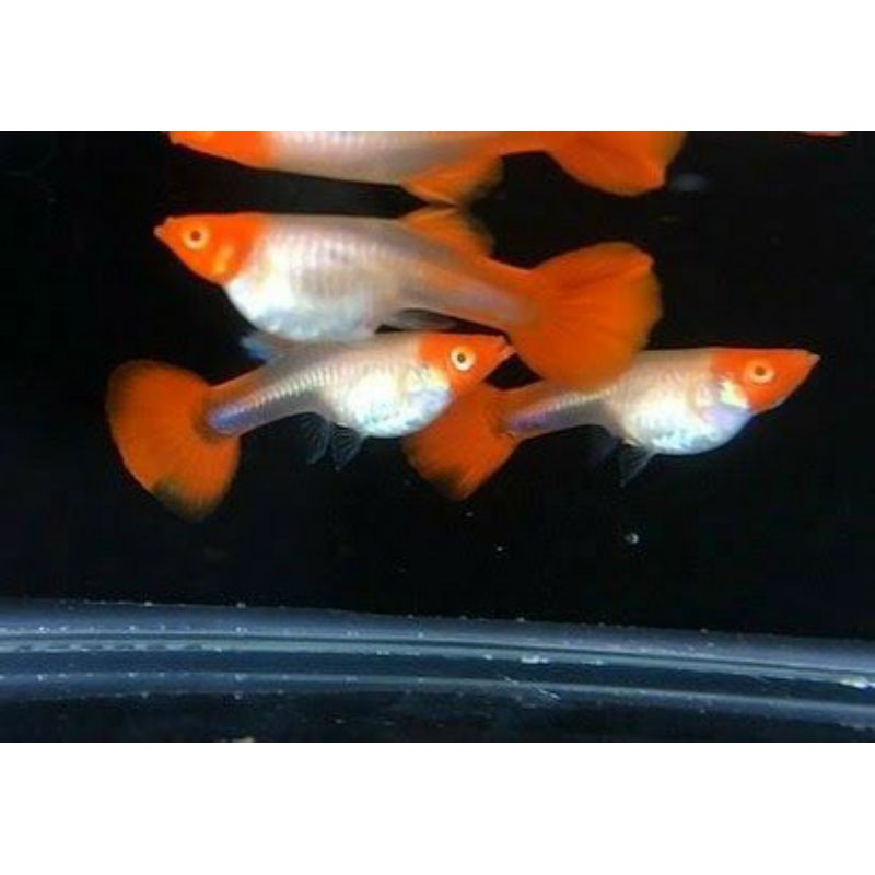 

Gapi Guppy platinum koi betina