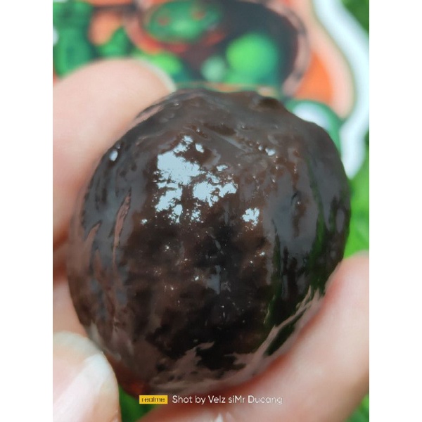 MUNCANG ADU JAYANTI BEDLEM JUNIOR( ANAK BEDLEM)