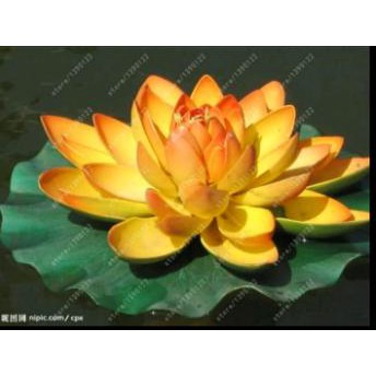 Benih Biji Bunga Lotus Kuning Yellow Lotus Aquatic Plant