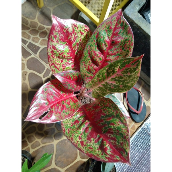 tanaman hias aglonema red stardust dewasa rimbun real pict