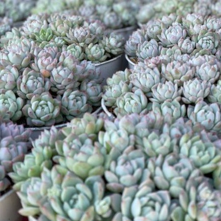 Sukulen Paket Echeveria Prolifica + Pot 15cm