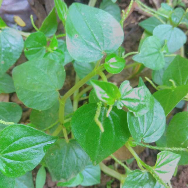 Daun sirih cina (1 kg)