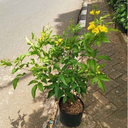Tanaman tekomaria bunga kuning terompet / pohon tekomas bunga terompet kuning