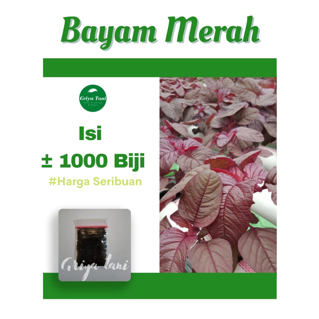 Jual Griyatani KBM Paket Lengkap Bibit Bayam Merah 1000 Benih Bibit ...