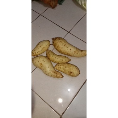 

Ubi putih 1kg