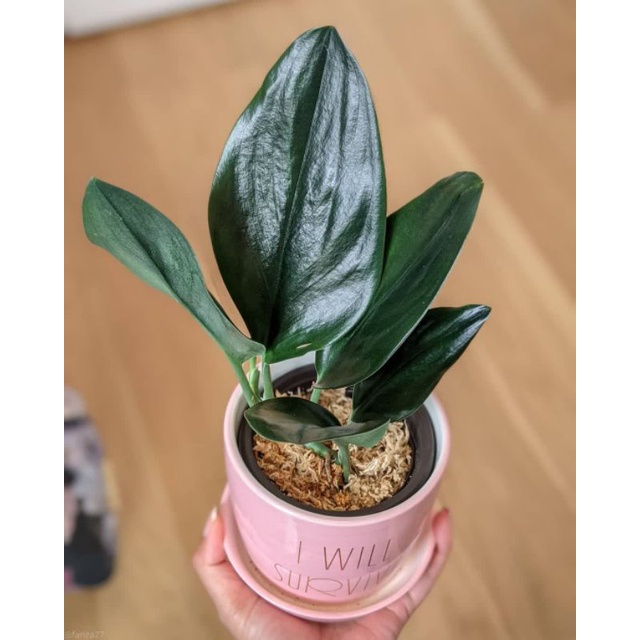 Tanaman bunga Scindapsus treubii dark form