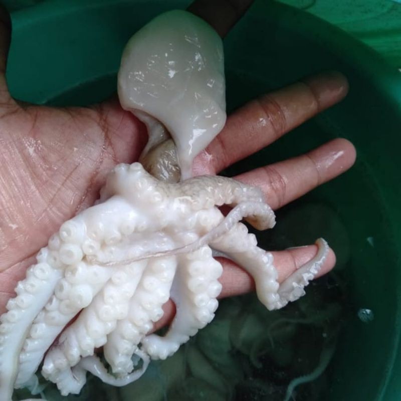 

octopus/gurita segar 500 gr