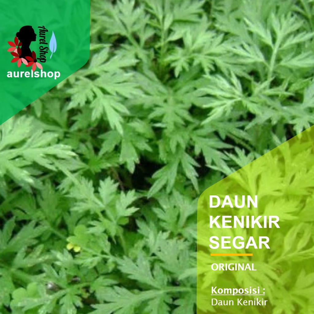 

Daun Kenikir Segar 1 kg
