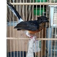 TROTOLAN  JANTAN MURAI BATU MEDAN SUPER