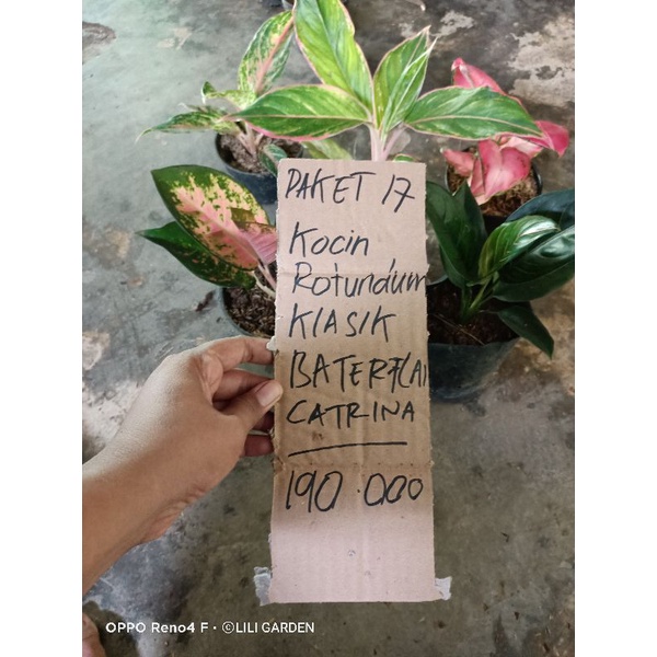 paket murah bunga aglonema 5 item sesuai gambar