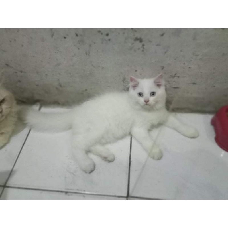 Harga Kucing Anggora Putih Abu Abu