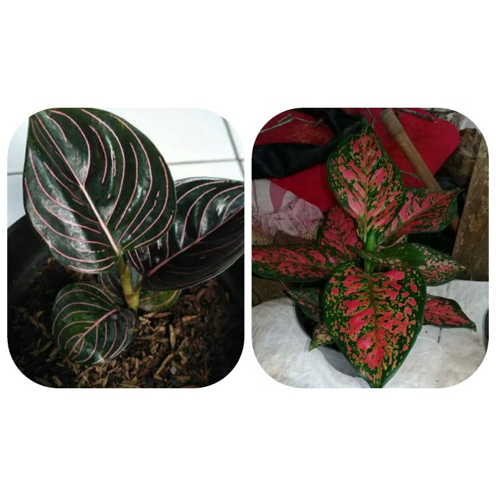 NEW tanaman hias aglonema / paket tanaman hias aglonema / paket aglonema