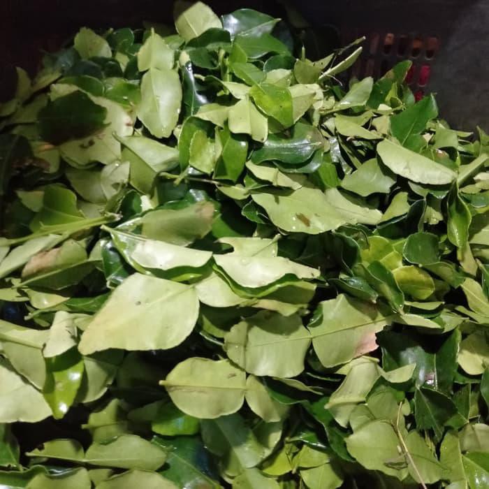 

daun jeruk 250gram BERKUALITAS