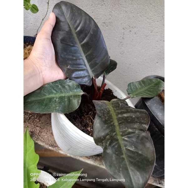 philodendrum black kardinal